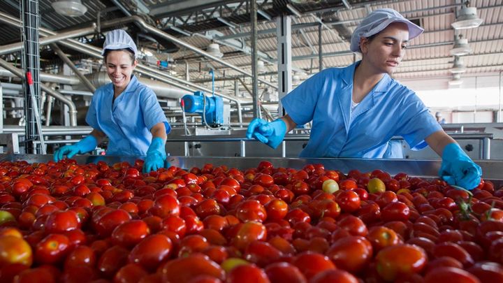 two ladies wearing blue gloves and unilever uniform sorting through a massive vat of tomatoes in a warehouse