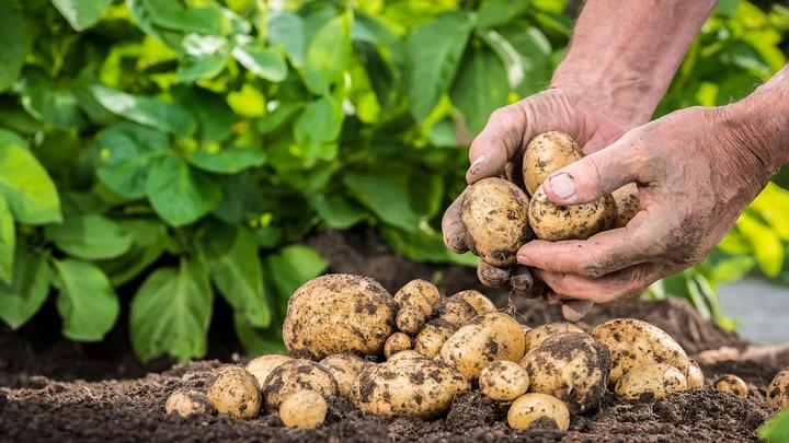 Hands holding potatoes covered in soil.