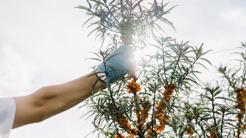 Picking a plant