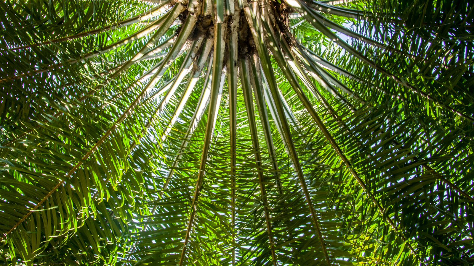 Upward shot of palm tree