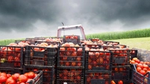 A tractor trailer loaded with crates of ripe tomatoes