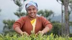 A tea farmer