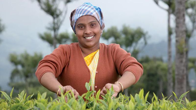 A tea farmer