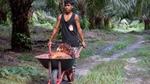 Man transporting palm oil plants in wheelbarrow