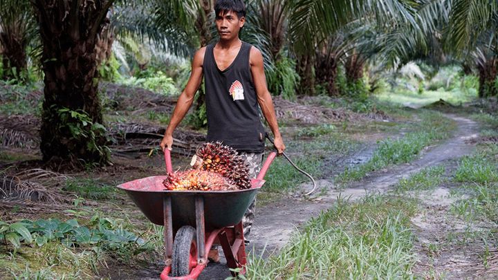 Man transporting palm oil plants in wheelbarrow