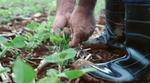 farmer picking crops wearing waterproof boots 