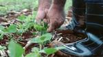 farmer picking crops wearing waterproof boots 