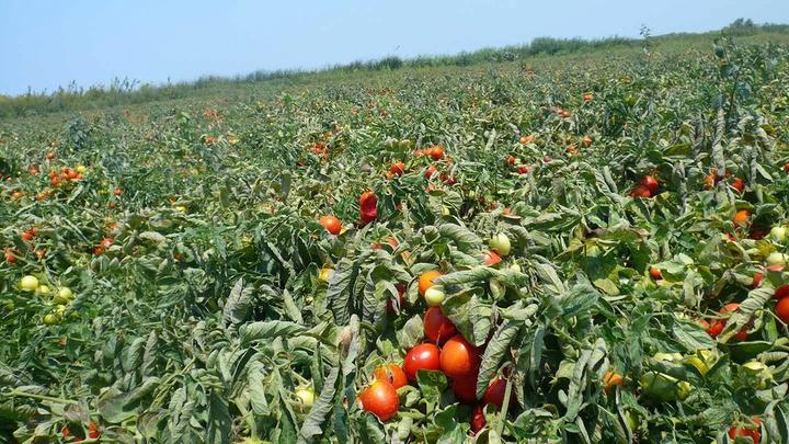 A field of tomato plants