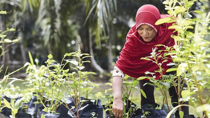 Lady with Palm Oil
