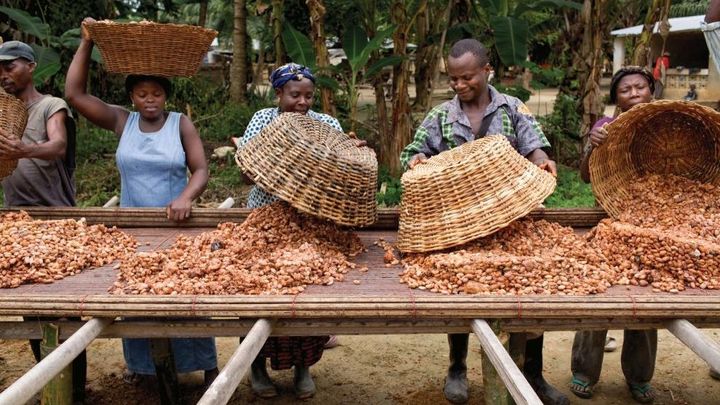 Cocoa farmers in Ghana