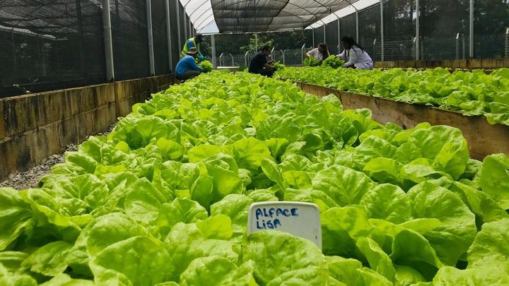 A team of Unilever employees harvesting vegetables.