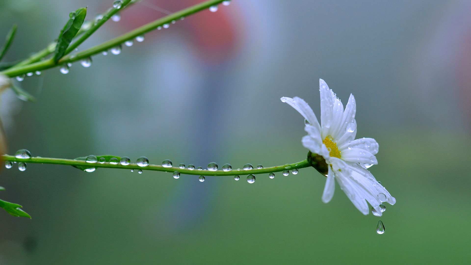 Water dripping from a flower