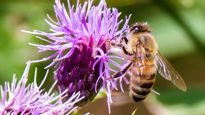 bee and flower