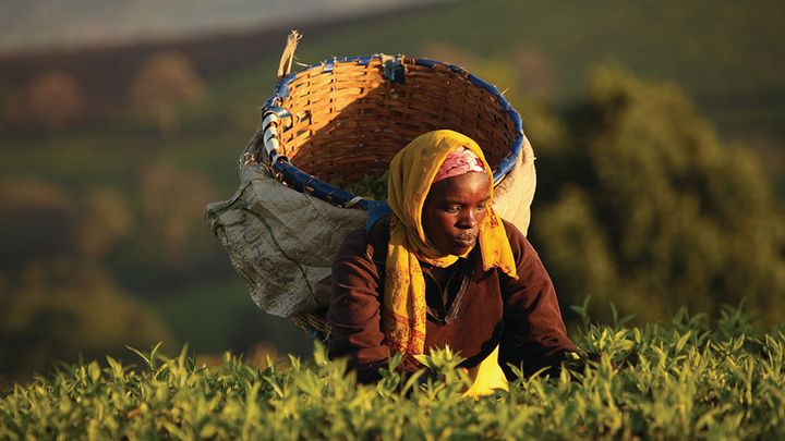 Woman picking tea in Kenya