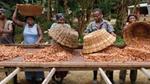 Cocoa farmers in Ghana