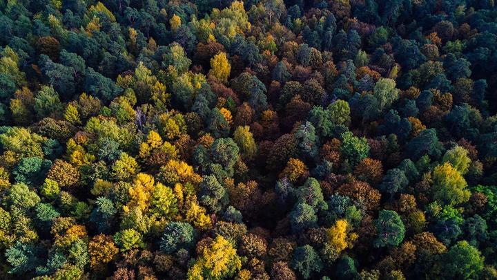 Birdseye view of a forest of trees