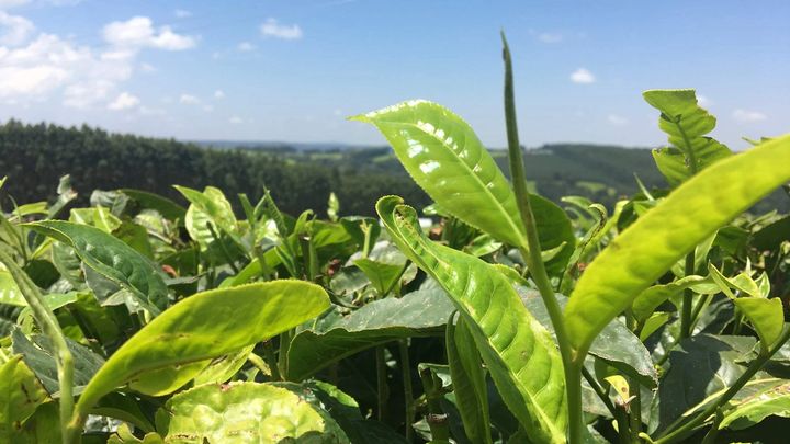 Close up of the top of a tea plant in a tea field on a Unilever plantation