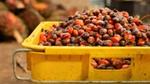 Palm oil fruit in pallet