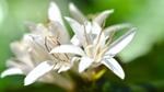 Close up of some coffee blossom