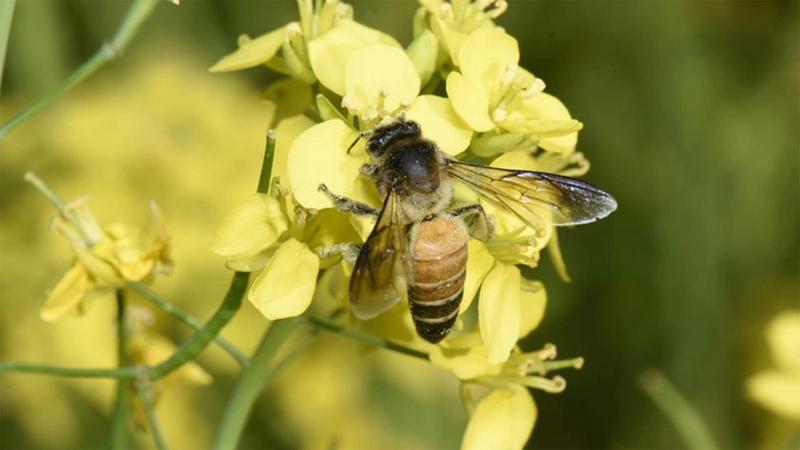 Bee on mustard flower