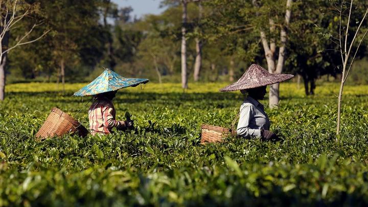 A photograph of two women picking tea leaves.