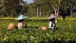 Two women tea pickets in field