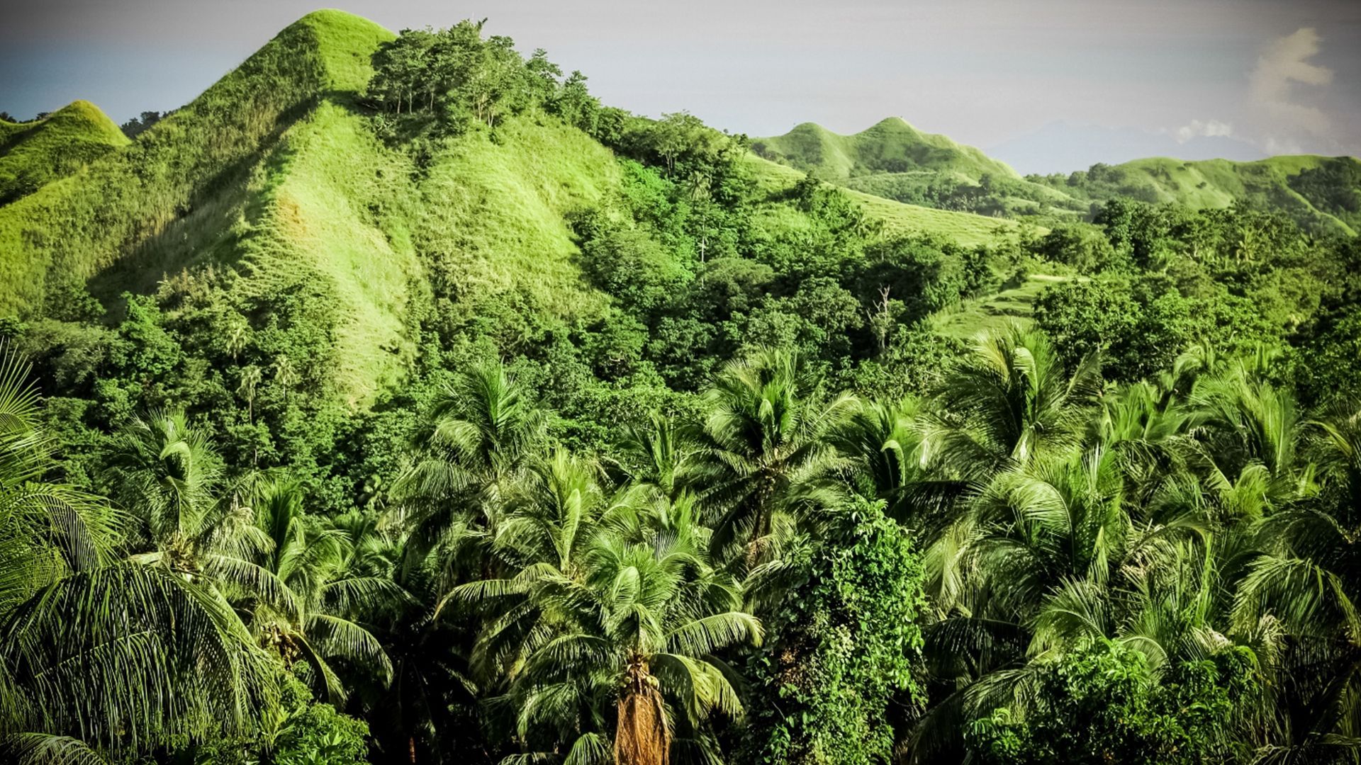 A landscape photograph of a lush, green forest