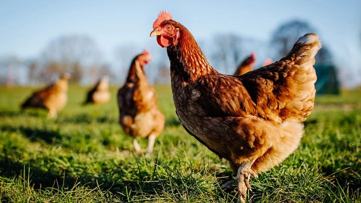brown chicken in green field on a sunny day with more chickens in the background