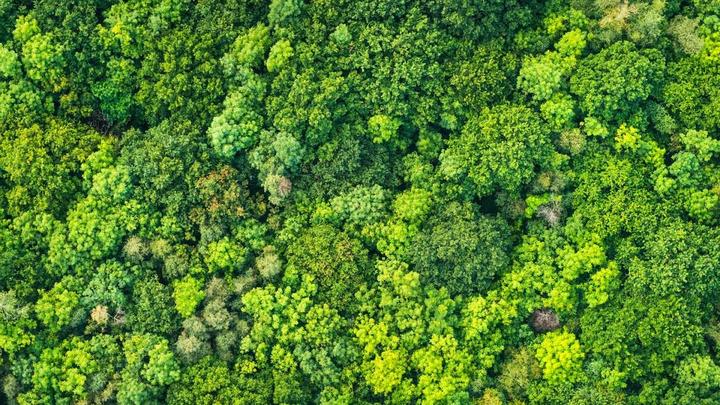 An aerial view of the rainforest featuring lush green trees