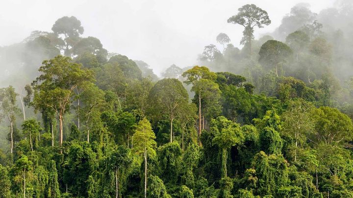 Mist through a tropical forest