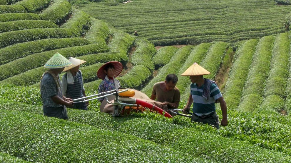 People in a field harvesting tea using a machine
