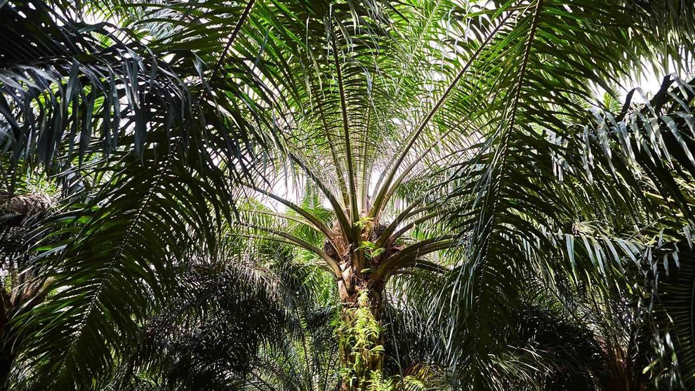 Palm tree in Indonesia
