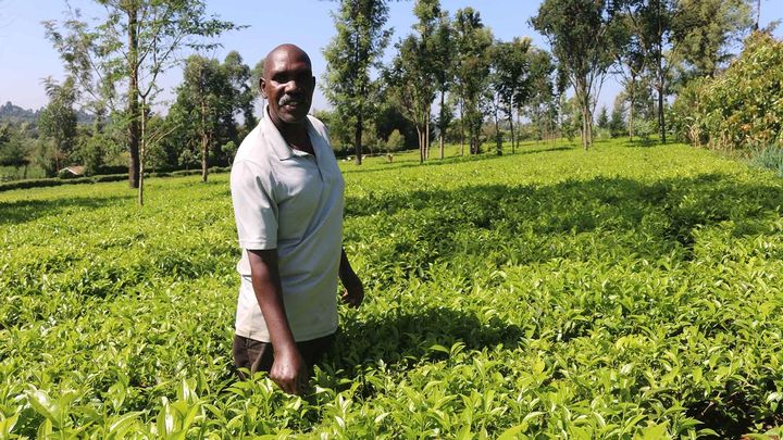 A man standing in a field picking leaves
