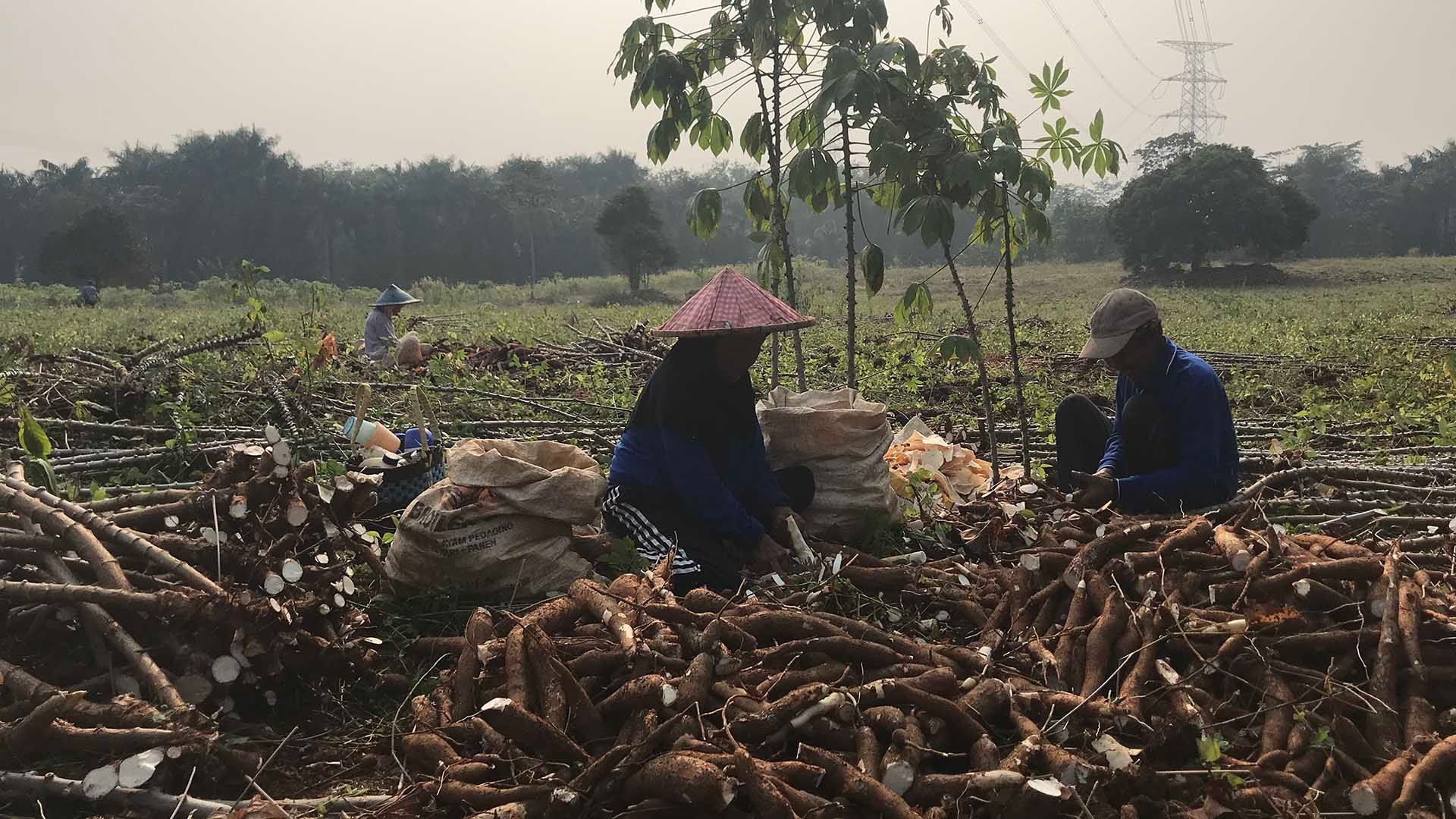 Farmers in Asia sort through their crop