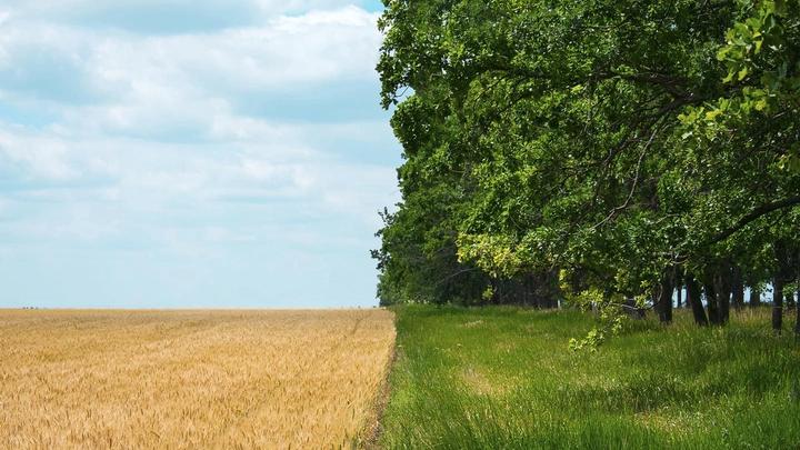 Field of crops bordering grassland lined with trees.