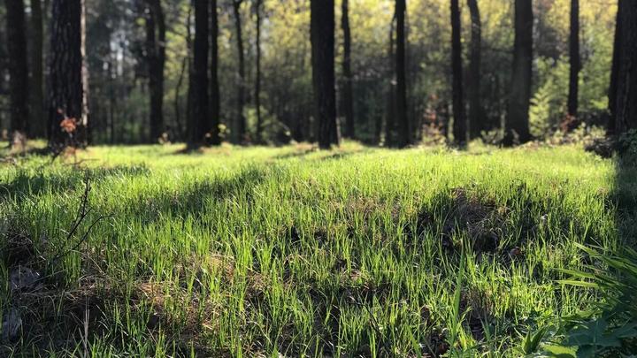 Grass grows along the bed of a forest