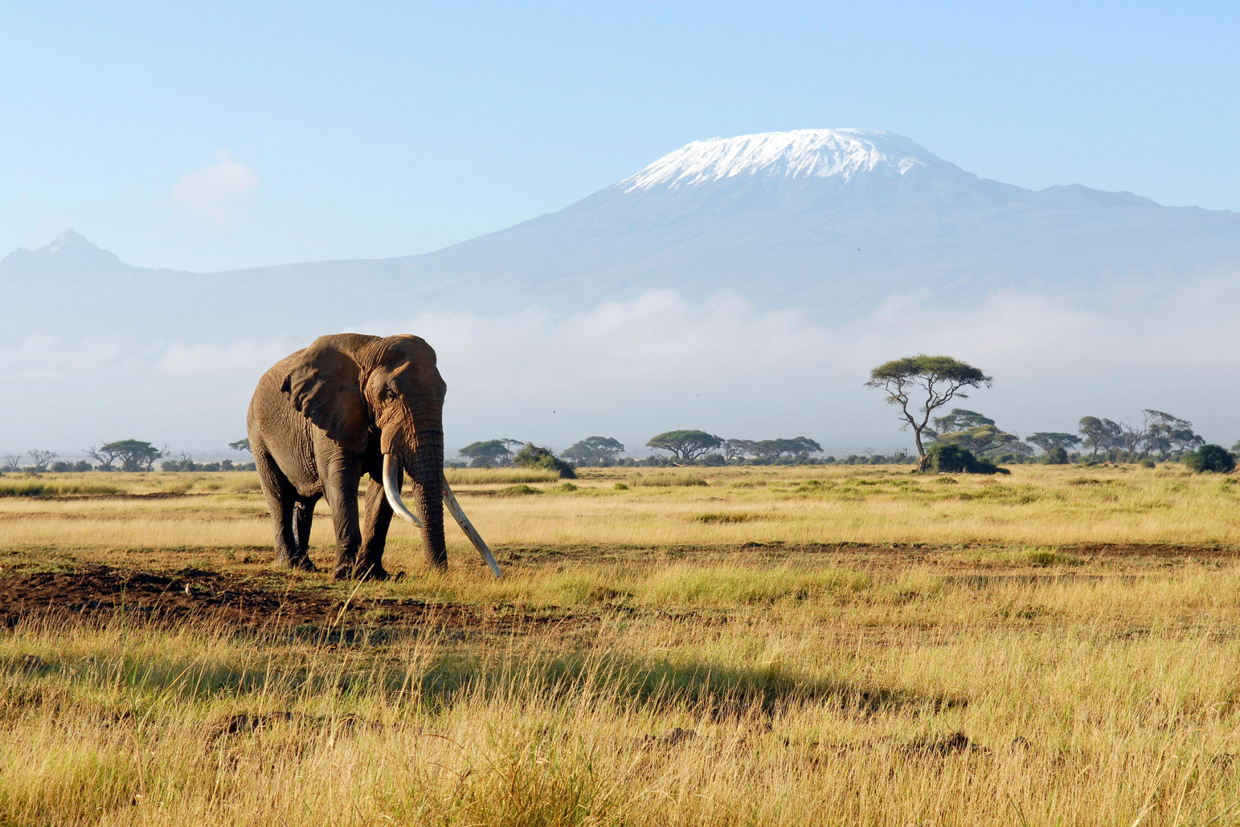 Elefant på savannen i Afrika