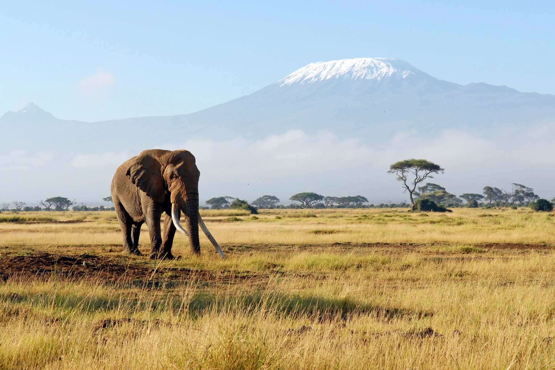 Elefant på savannen i Afrika