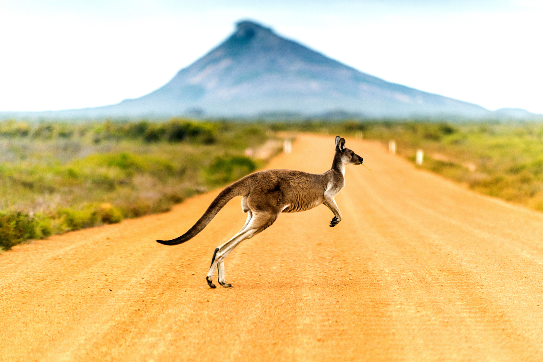 Kenguru i Australia