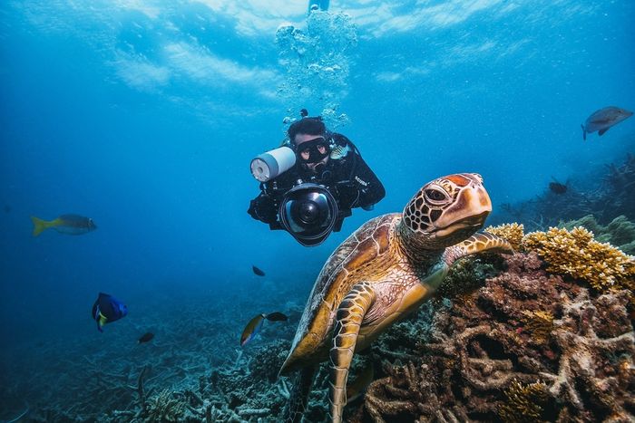 Dykkebilde i Koh Tao