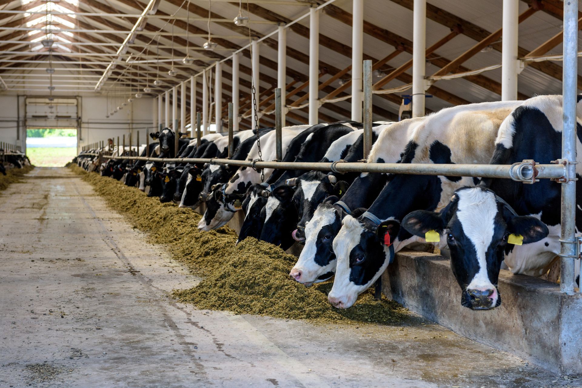 Nourishing Careers: Exploring Feedlot Production Jobs