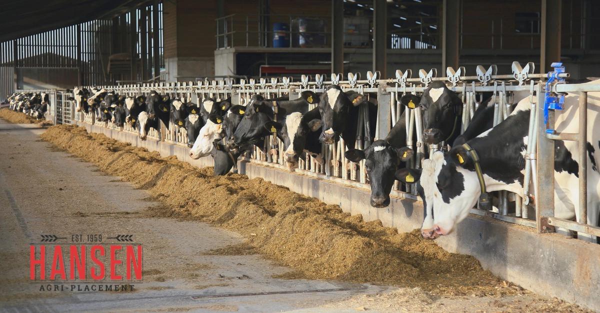 Exploring Dairy Production Careers: Beyond the Milk and Cows