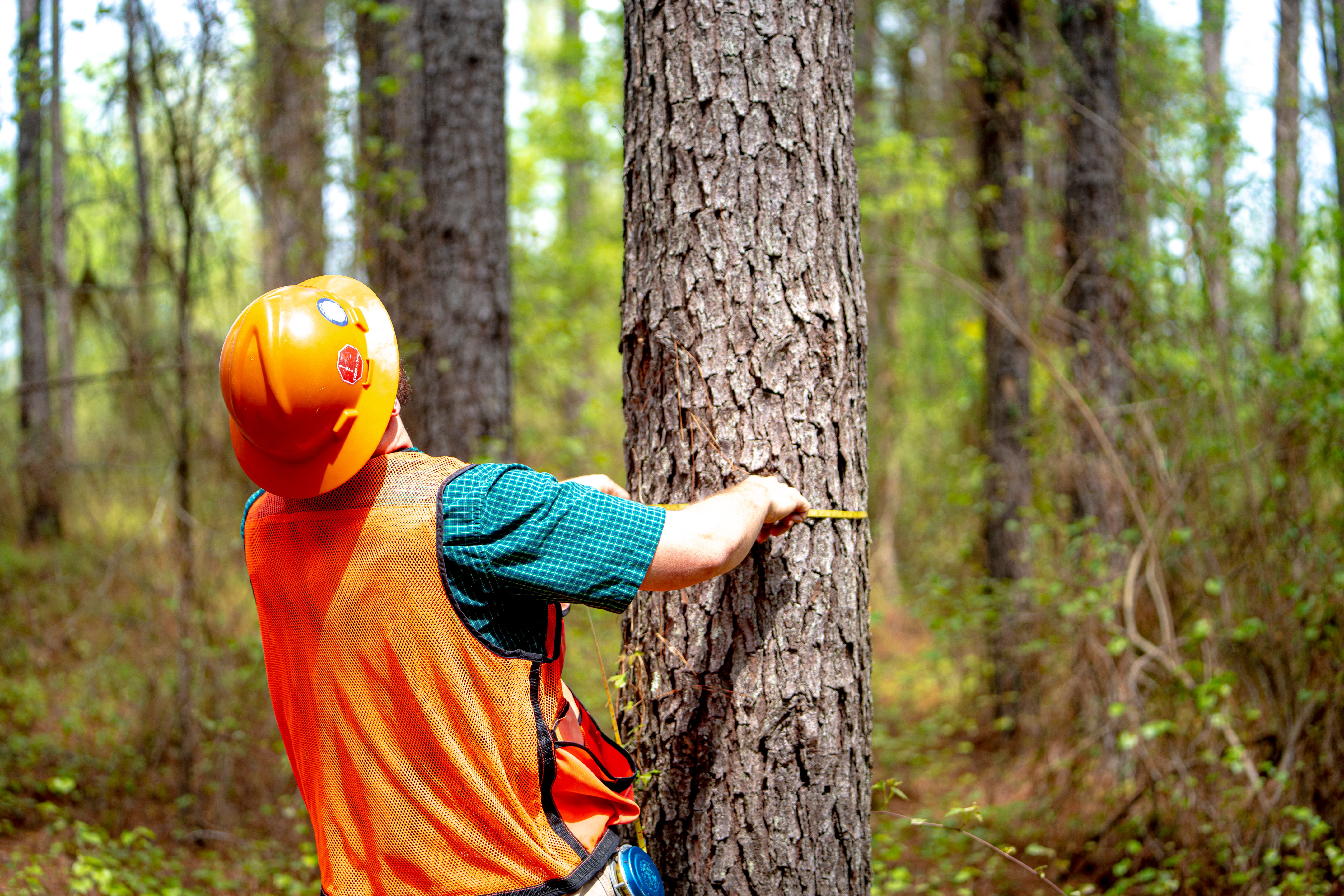 Person in orange hard hat and vest measuring a tree trunk in a forest.