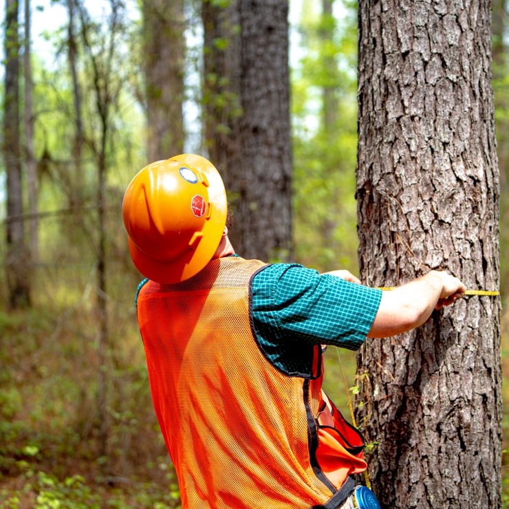 Person in orange hard hat and vest measuring a tree trunk in a forest.