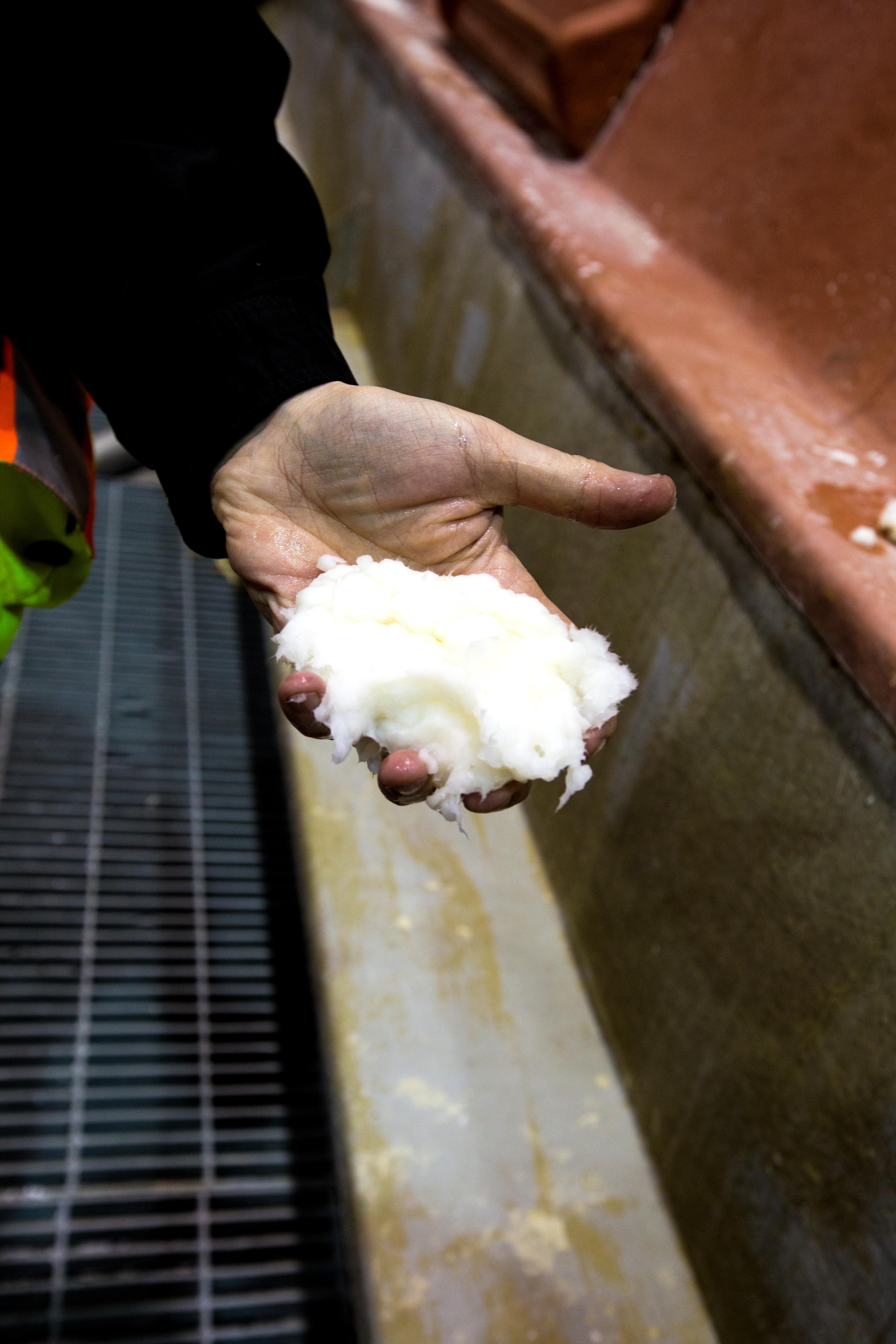 a person is holding a white substance in their hand