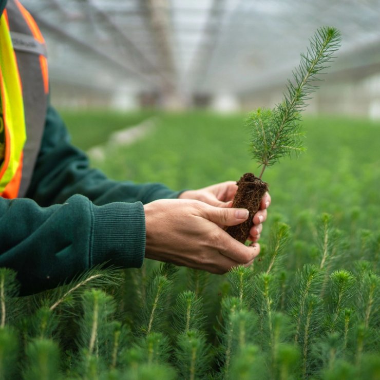 a person is holding a small plant in their hands in a greenhouse .