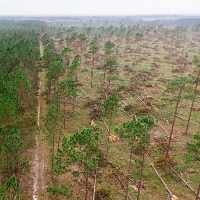 an aerial view of a forest with a dirt road going through it .