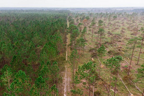 an aerial view of a forest with a dirt road going through it .