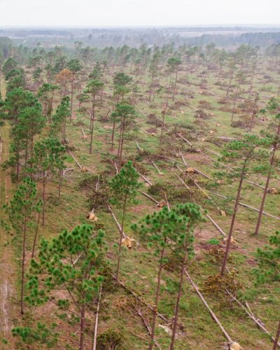 an aerial view of a forest with a dirt road going through it .