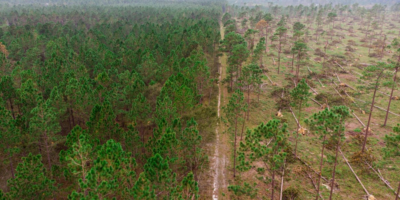 an aerial view of a forest with a dirt road going through it .